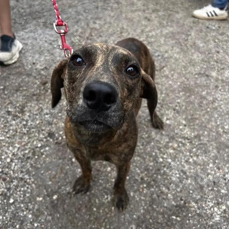 A young medium-sized female Brindle Dachshund dog named Jo Lee for adoption in Austin, TX