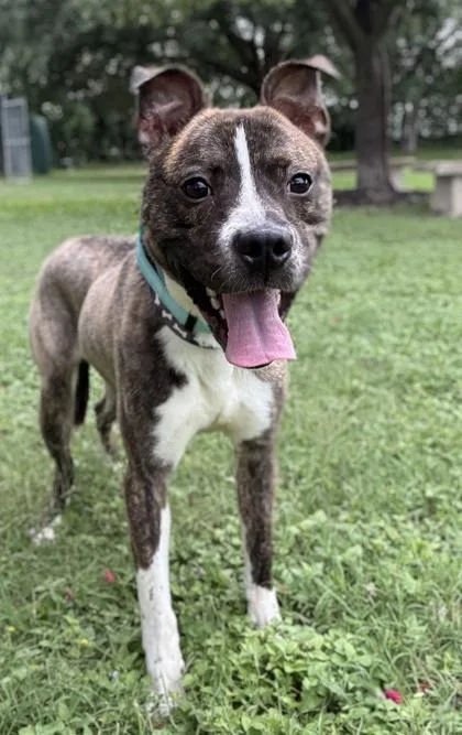 An adult medium-sized male Pit Bull Terrier dog named Churru for adoption in San Antonio, TX