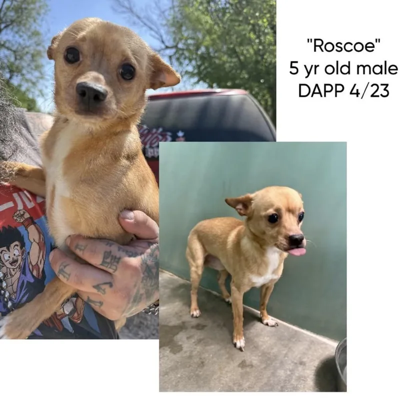 An adult small-sized male Yellow / Tan / Blond / Fawn Chihuahua dog named Hashbrown for adoption in Spring Hill, KS