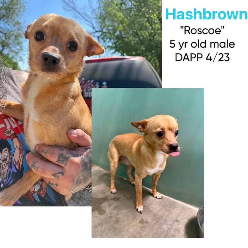 Hashbrown thumbnail 2