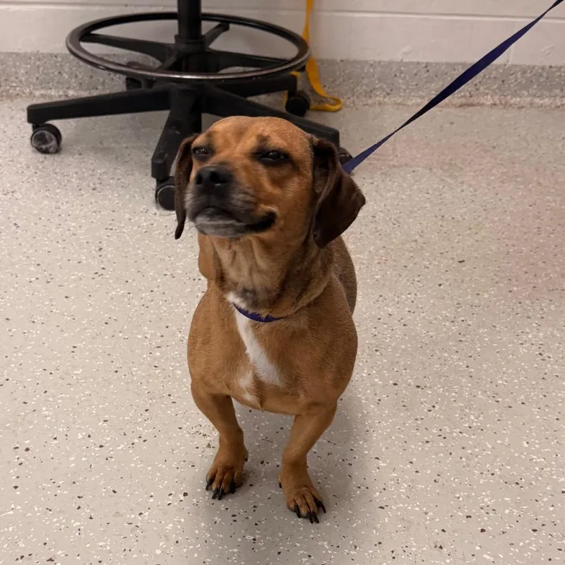 An adult small-sized female Yellow / Tan / Blond / Fawn Dachshund dog named Slushie for adoption in Indianapolis, IN