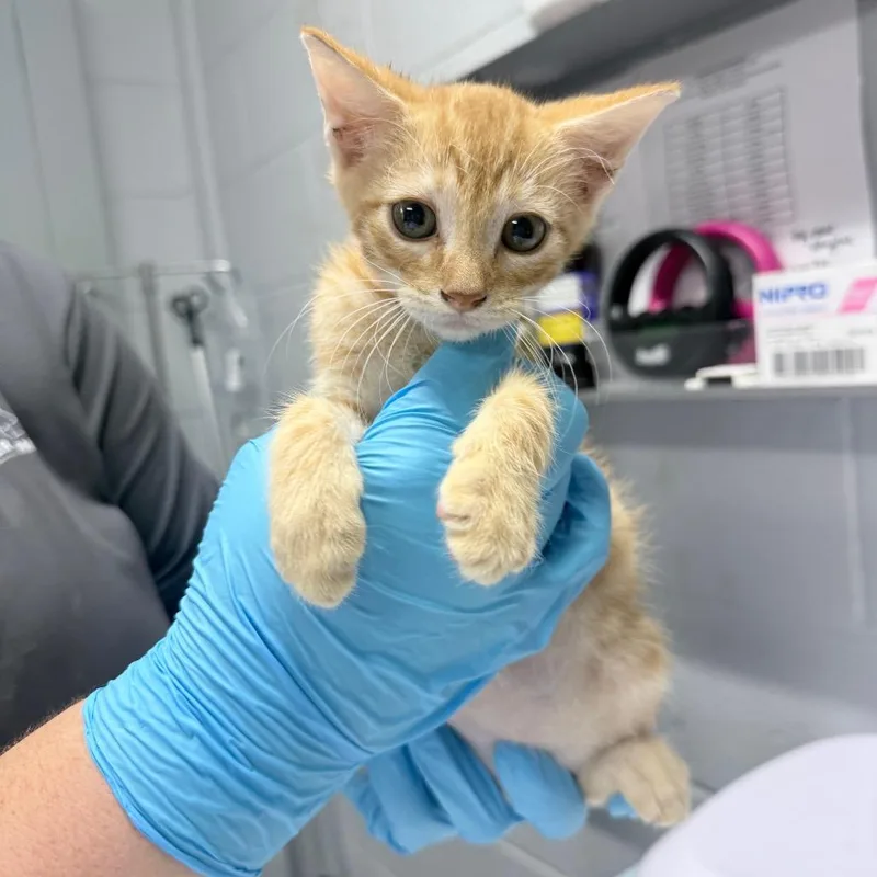 A baby small-sized male Orange / Red Domestic Short Hair cat named Hercules for adoption in Summerville, SC