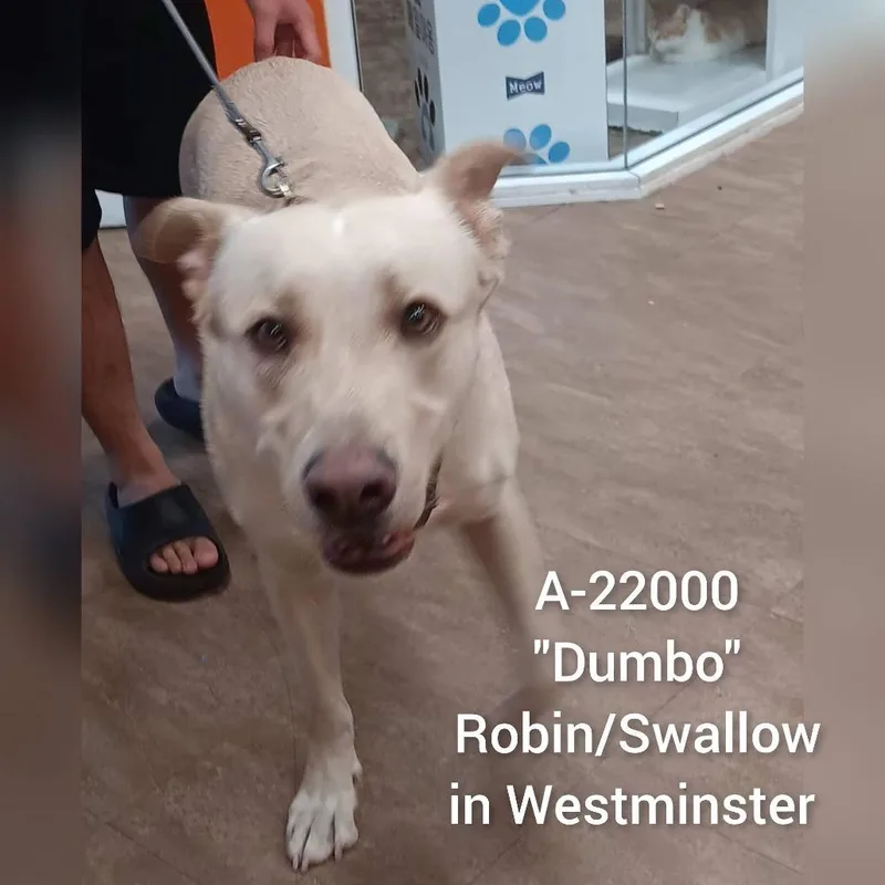 An adult large-sized male Yellow / Tan / Blond / Fawn Pit Bull Terrier dog named Dumbo for adoption in Westminster, CA
