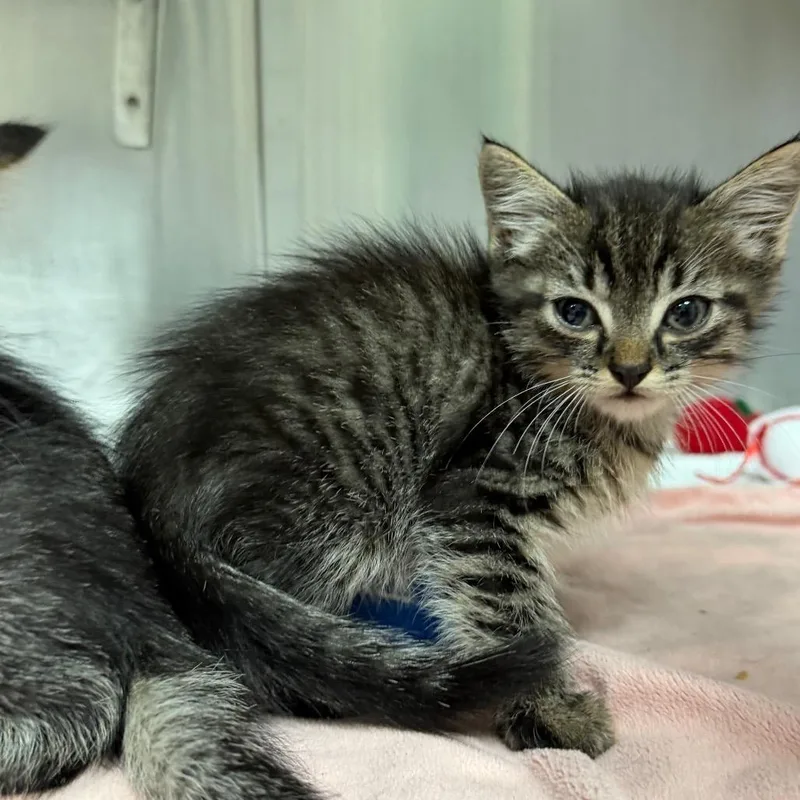A baby small-sized male Domestic Medium Hair cat named Hamburger for adoption in Pensacola, FL