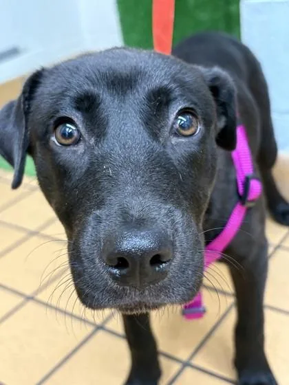 A baby medium-sized female Labrador Retriever dog named Sookie for adoption in Gainesville, FL