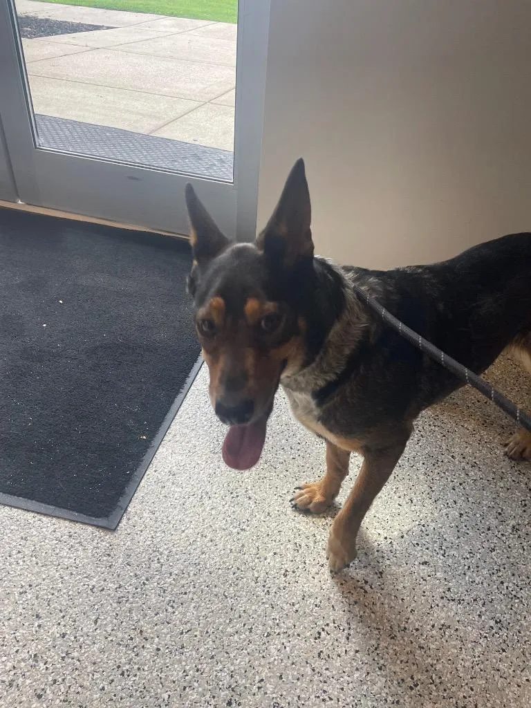 A young medium-sized female Mixed Breed dog named Baby for adoption in Columbia, TN