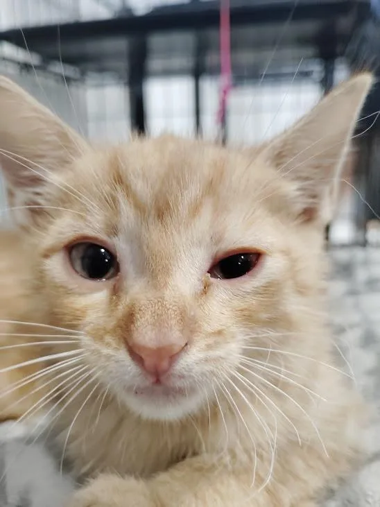 A baby medium-sized male Domestic Short Hair cat named Mac for adoption in Republic, MO