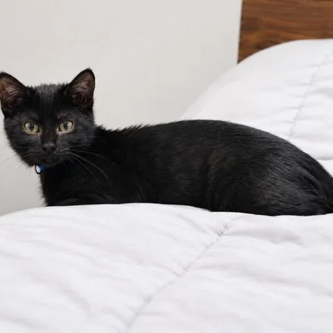 A baby medium-sized male Black Domestic Short Hair cat named Lil Black Bear for adoption in Springfield, MO
