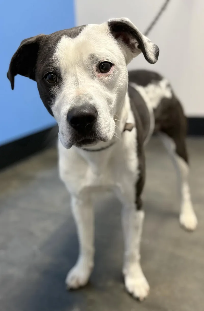 A young medium-sized female White / Cream Australian Shepherd dog named Aimee UBER NANNY DOG for adoption in Charlottesville, VA