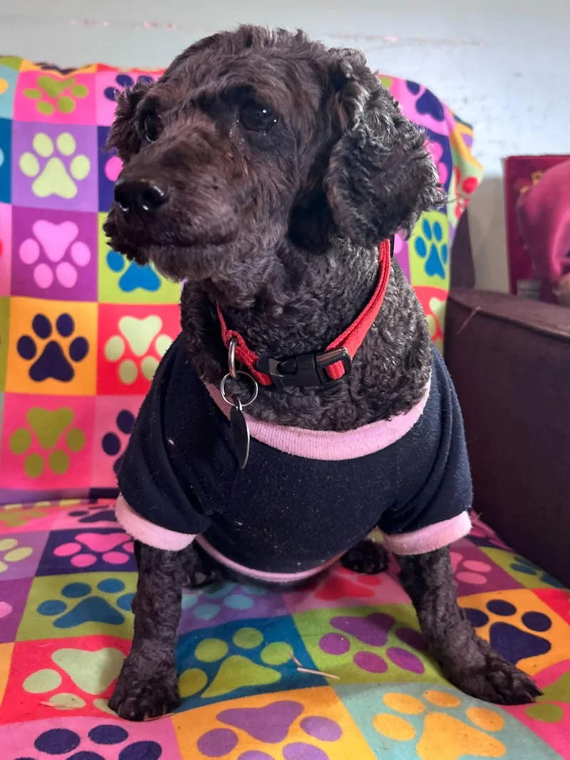 An adult small-sized female Poodle dog named Precious Feb for adoption in Pacolet, SC