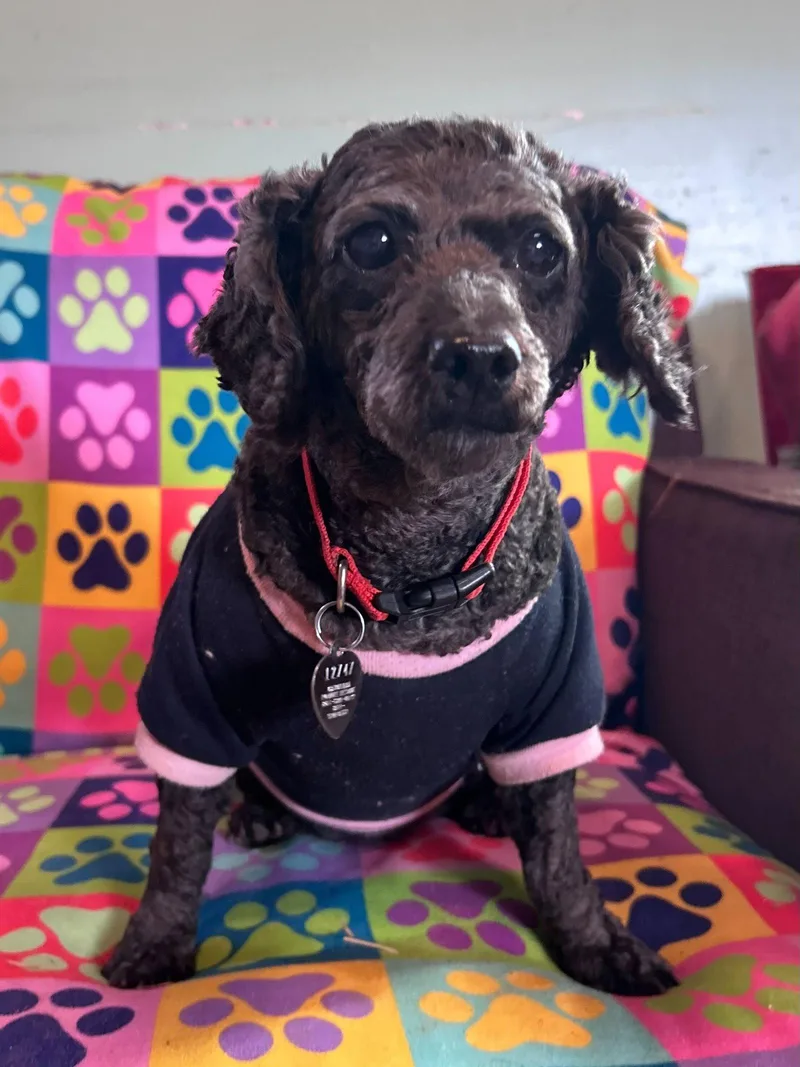 Precious Feb thumbnail 3