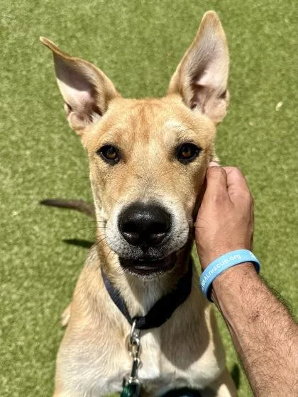 A young large-sized male Yellow / Tan / Blond / Fawn Mixed Breed dog named Gadget for adoption in Wichita, KS