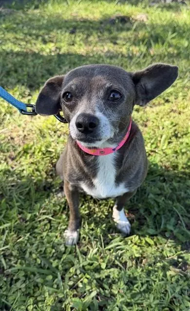 An adult medium-sized female Chihuahua dog named Sissy for adoption in Naples, FL
