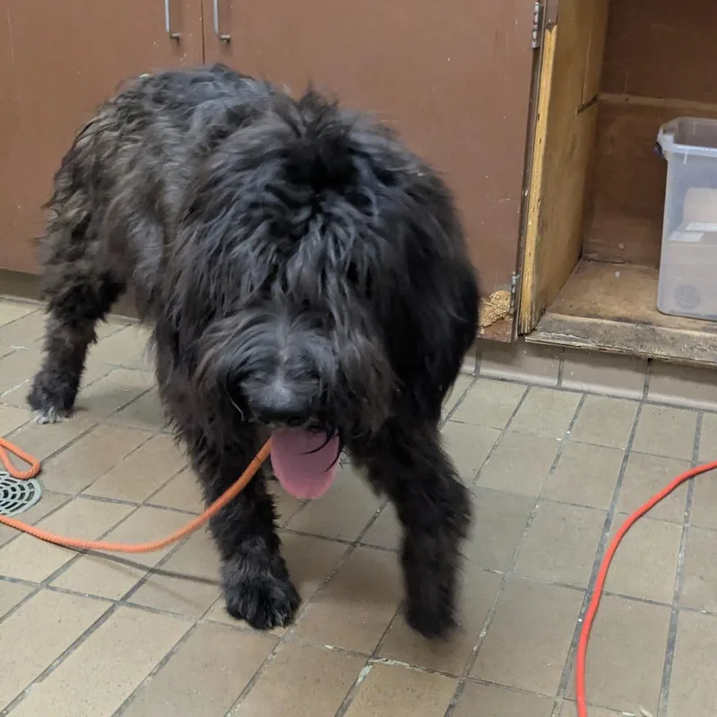 An adult medium-sized female Black Poodle dog named Janie for adoption in Birmingham, AL