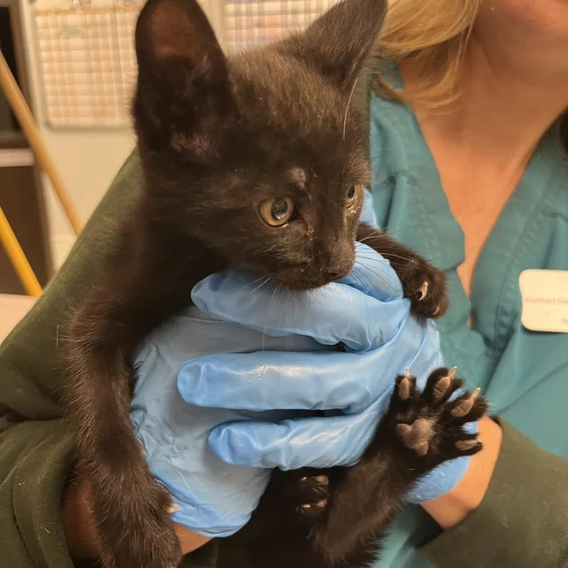 A baby small-sized male Black Domestic Short Hair cat named Gackson for adoption in Durango, CO