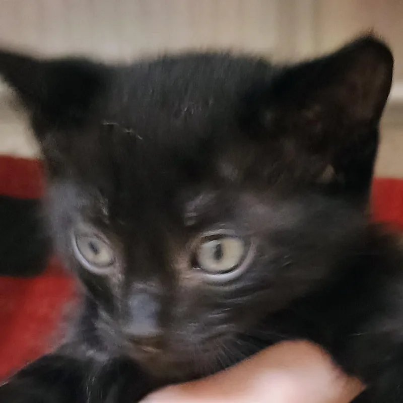 A baby small-sized male Black Domestic Short Hair cat named Jack for adoption in Palestine, TX