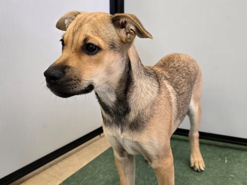 A young medium-sized female Shepherd dog named Reba for adoption in Tucson, AZ