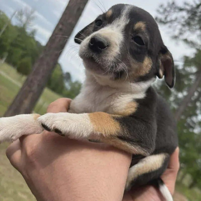 A baby medium-sized female Black Australian Cattle Dog / Blue Heeler dog named Sunny for adoption in Phoenix, MD