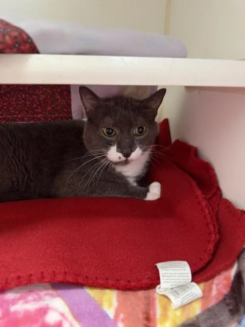 A senior large-sized male Domestic Short Hair cat named Boots for adoption in Reisterstown, MD