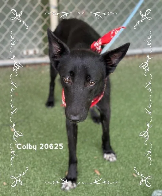 Colby thumbnail 4