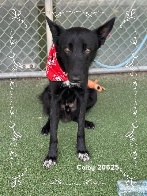 Colby thumbnail 5