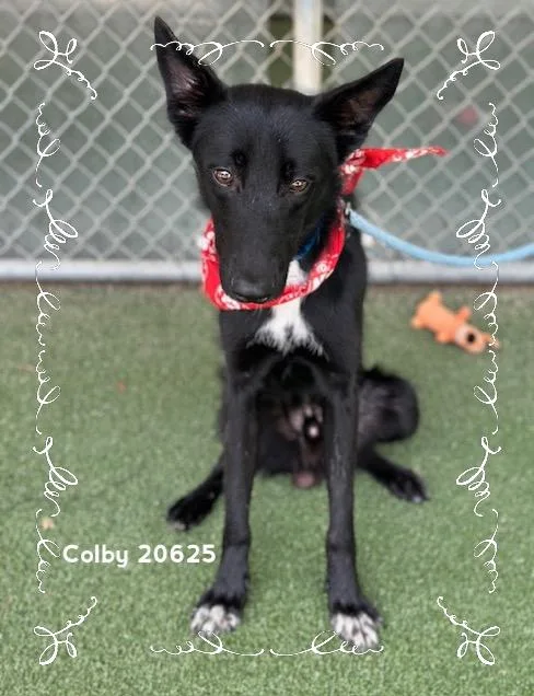 Colby thumbnail 6