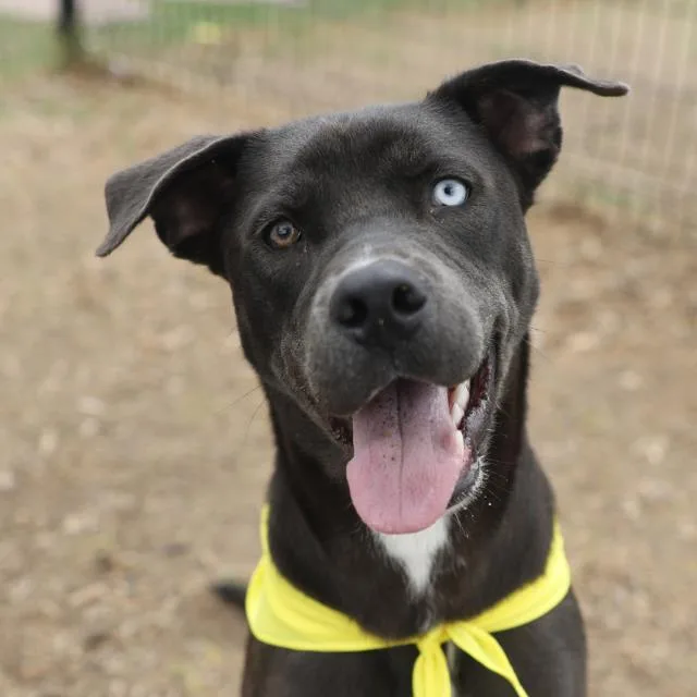 An adult large-sized male Labrador Retriever dog named Asher for adoption in San Antonio, TX
