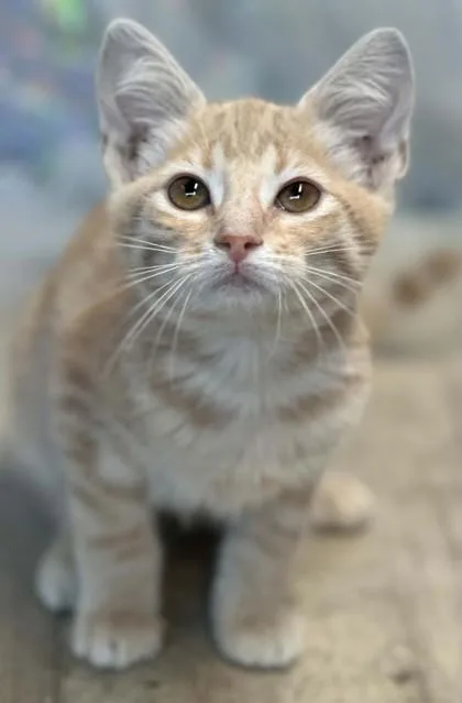 An adult small-sized female Domestic Short Hair cat named October for adoption in Shreveport, LA
