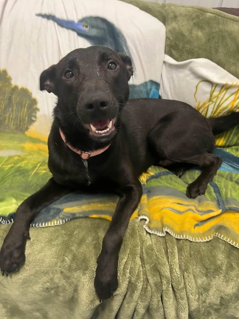 An adult medium-sized male Mixed Breed dog named Paulie for adoption in Davenport, IA