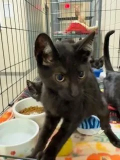A baby medium-sized male Black Domestic Short Hair cat named Harvest for adoption in Mason City, IA