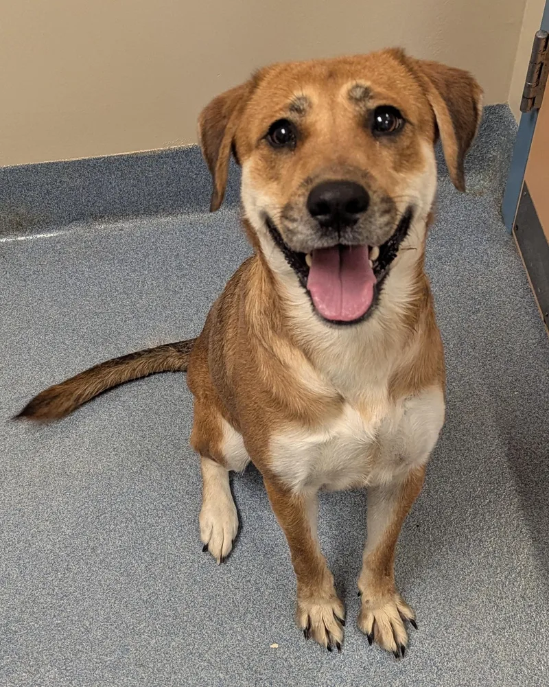 A young medium-sized female Yellow / Tan / Blond / Fawn Labrador Retriever dog named Delilah for adoption in Suffolk, VA