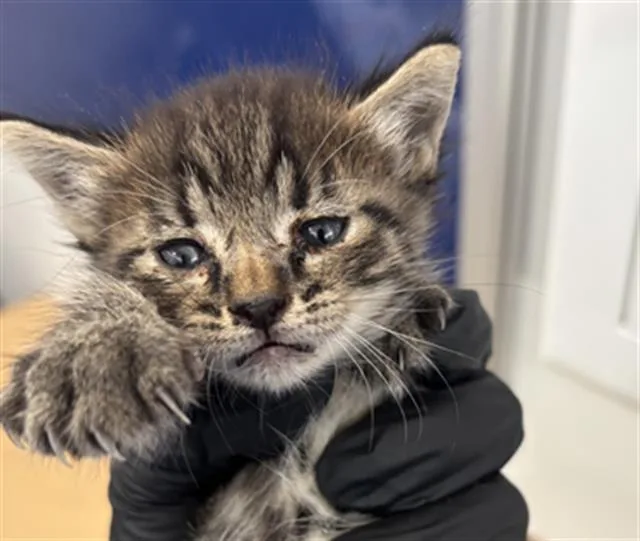 A baby medium-sized male Domestic Short Hair cat named Seal for adoption in Dallas, TX