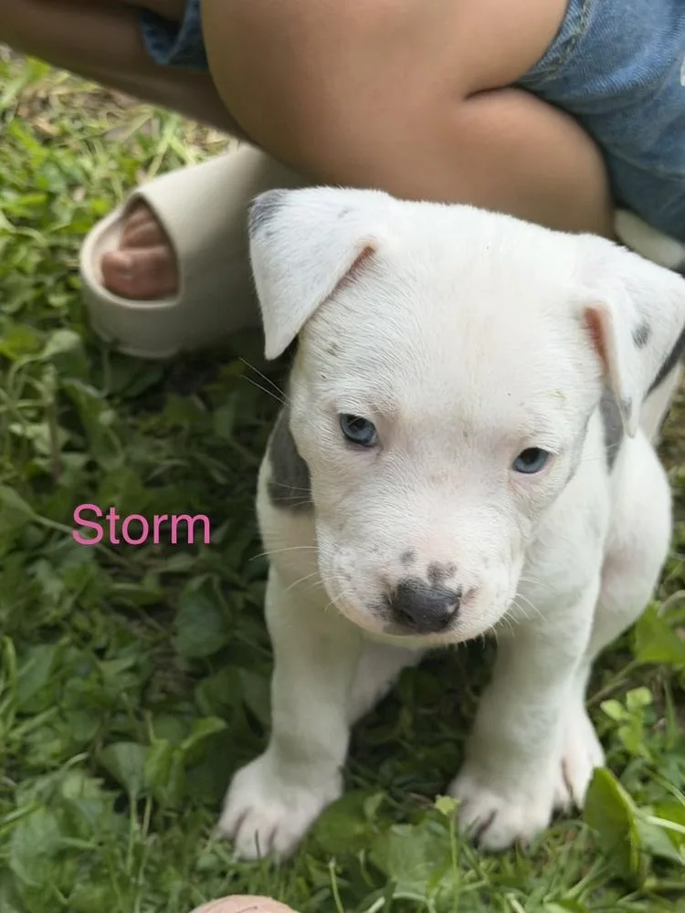 A baby small-sized female Mixed Breed dog named Storm for adoption in Bronx, NY