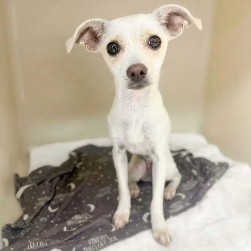 A young small-sized female White / Cream Chihuahua dog named Taffy for adoption in East Saint Louis, IL