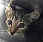 A baby medium-sized male Domestic Short Hair cat named Quinn for adoption in Brenham, TX