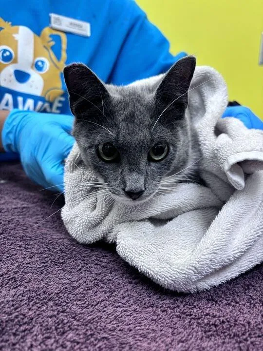 A young small-sized male Gray / Blue / Silver Domestic Short Hair cat named Carisi for adoption in Raleigh, NC