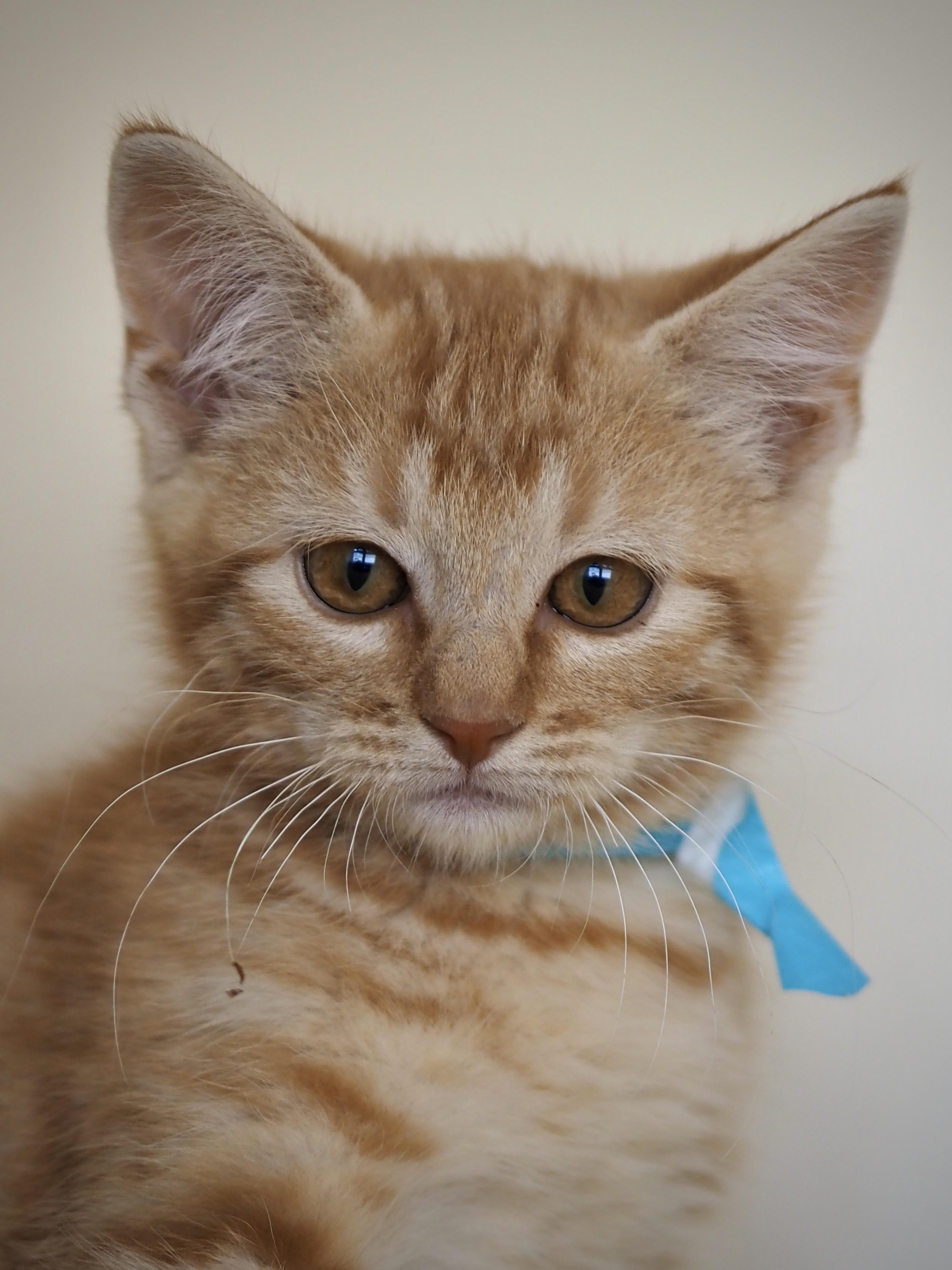 A young medium-sized male Tabby (Orange / Red) Domestic Short Hair cat named Tom Foolery for adoption in Buena Vista, CO