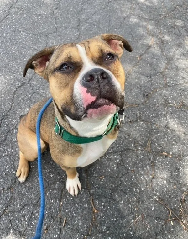 A young medium-sized female Pit Bull Terrier dog named Kozi for adoption in Kingston, NY