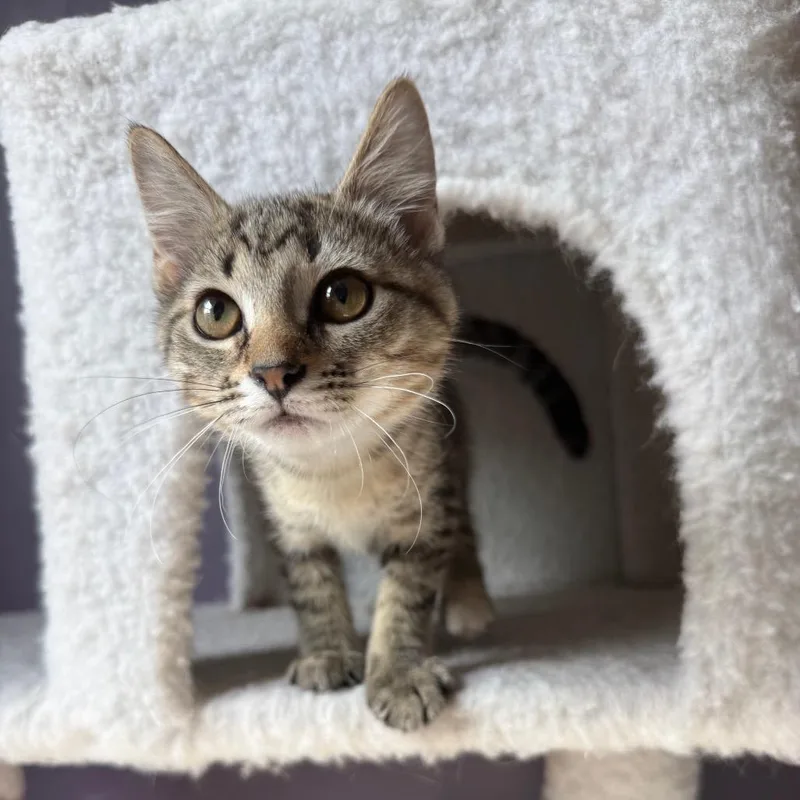 A baby small-sized female Brown / Chocolate Domestic Medium Hair cat named Splotch for adoption in Gibsonia, PA