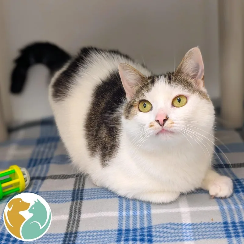 An adult medium-sized female White Domestic Short Hair cat named Cleo for adoption in Toledo, OH
