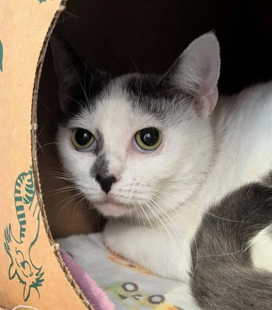 An adult medium-sized female Domestic Short Hair cat named Little Bit for adoption in Canfield, OH