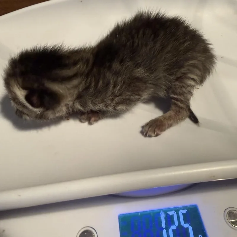 A baby small-sized female Gray / Blue / Silver Domestic Short Hair cat named Otter for adoption in Columbus, NC