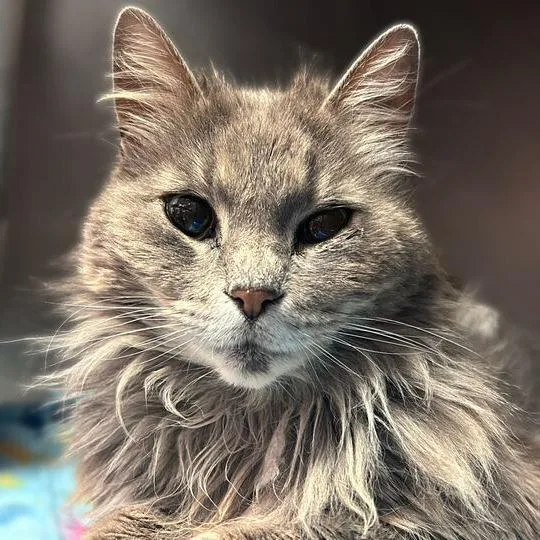 An adult large-sized female Gray / Blue / Silver Domestic Medium Hair cat named Taco Does for adoption in Davenport, IA