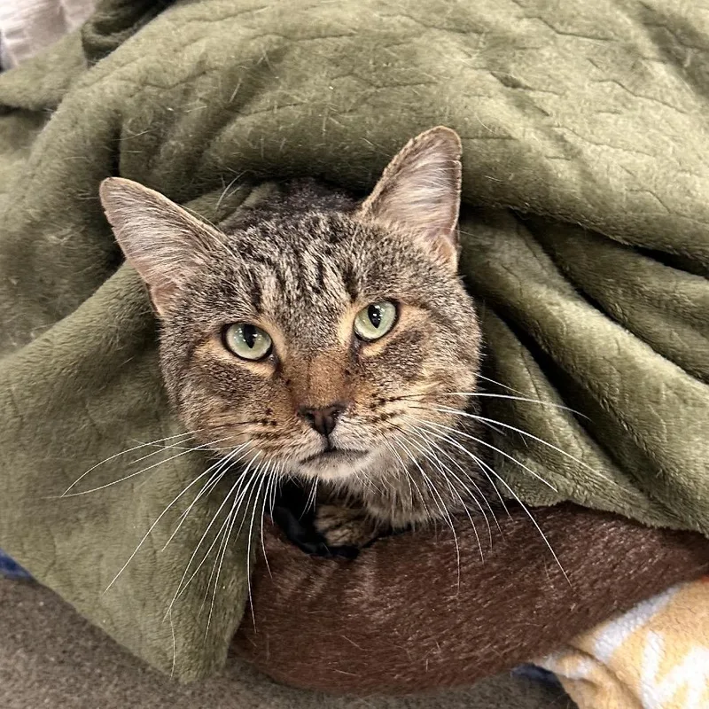 An adult large-sized male Brown / Chocolate Domestic Short Hair cat named Nathan Fielder for adoption in Rocky Mount, VA