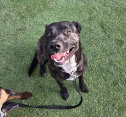 A young large-sized male Pit Bull Terrier dog named Jon Hamm for adoption in Chatsworth, CA