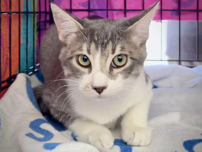 A young large-sized male Tabby (Gray / Blue / Silver) Tabby cat named Little Prince for adoption in Greenfield, CA