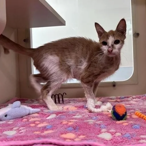 A young small-sized female Tabby (Orange / Red) Domestic Short Hair cat named Angie for adoption in Prince Frederick, MD