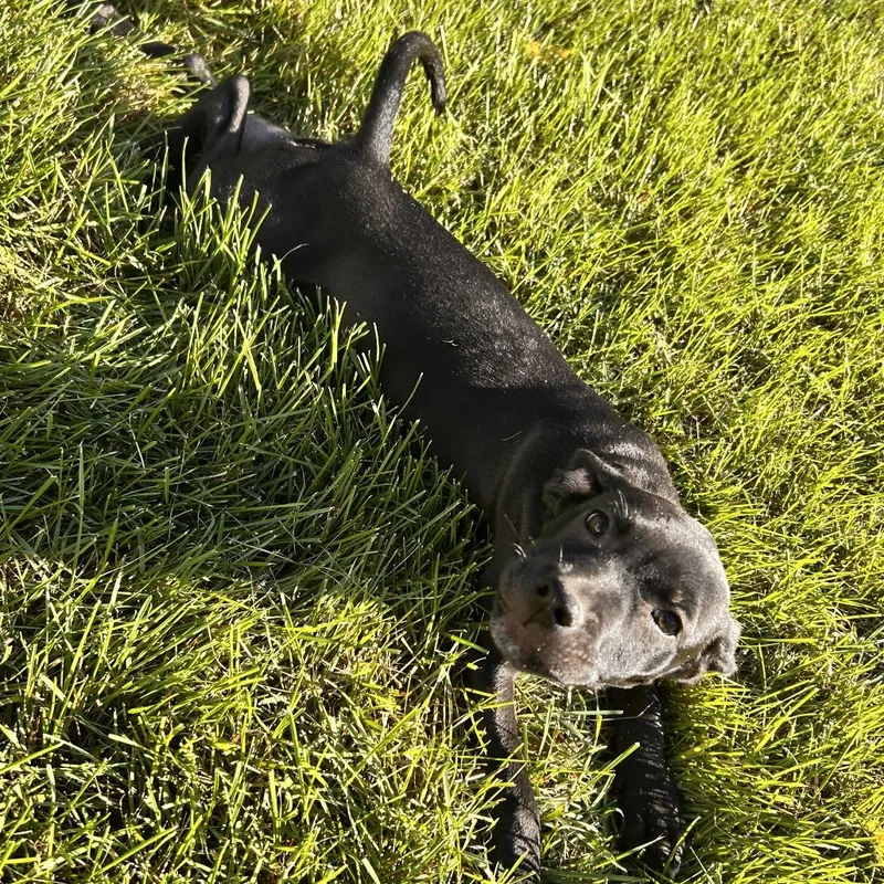 Piper
