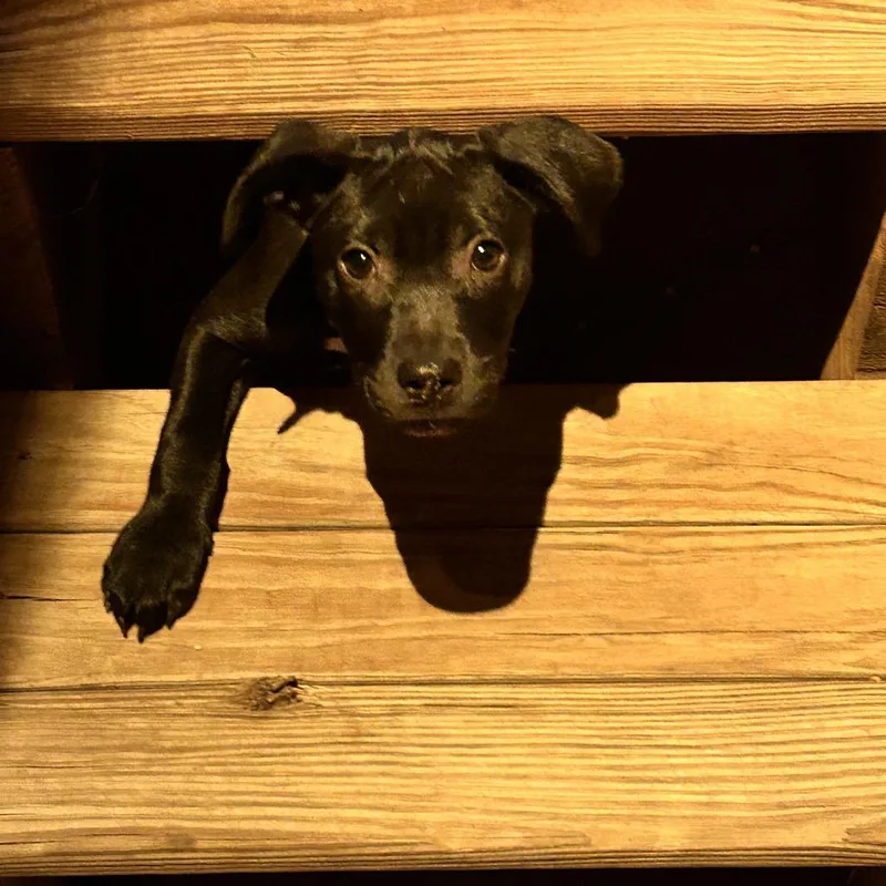 Piper thumbnail 4