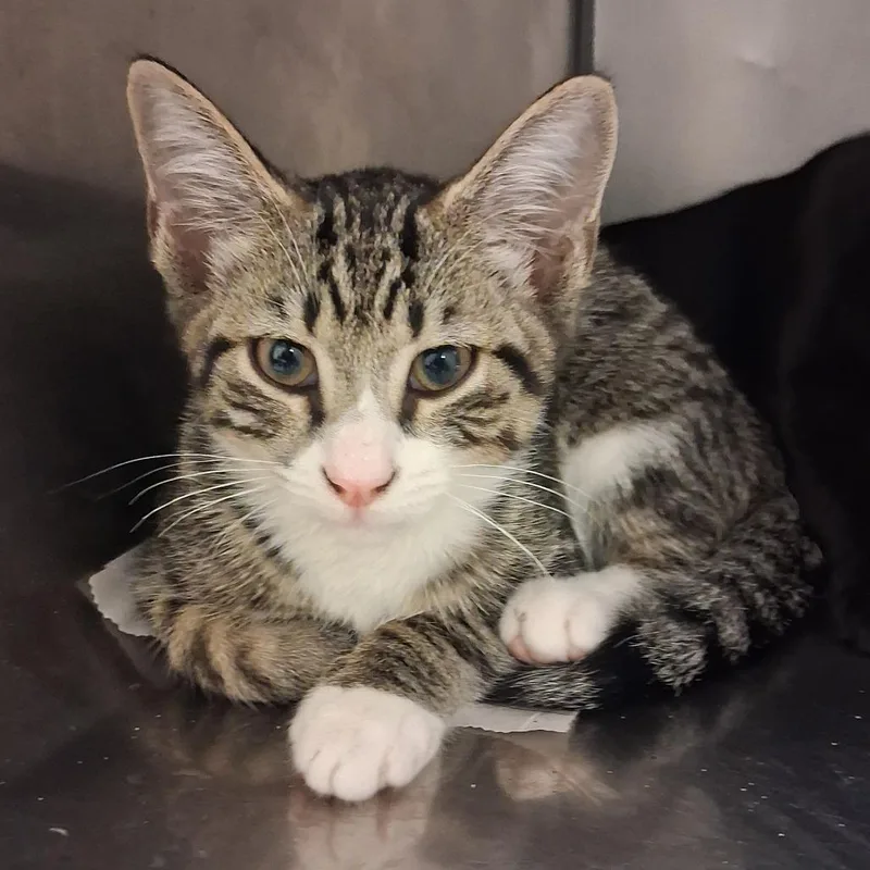 A baby small-sized male Domestic Short Hair cat named Lt Dan for adoption in Elizabeth City, NC